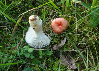 Gelbfleckender Täubling (Russula luteotacta) - © Bernard Wieser